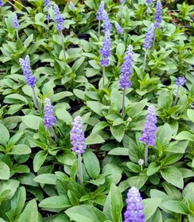 Salvia farinacea 'Sallyfun Deep Ocean'